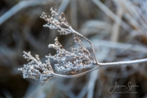 Frost 013