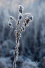 Frost 096