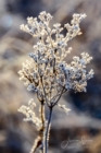 Frost 081