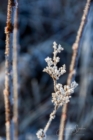 Frost 084