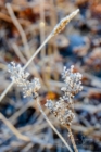 Frost 086