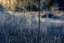 Frost 098