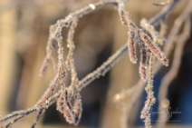 Sandviken frost jan 202214